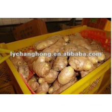 Shandong Fresh Ginger